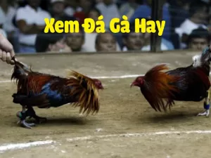 Mẹo tham gia cá cược đá gà trực tiếp C3 hiệu quả cho cược thủ
